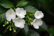 Frangipani (Plumeria)