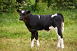 Black and white calf