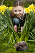 Young girl watching a hedgehog