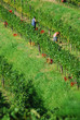 Vendemmia - Friuli