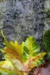 Autumn leaves down the water stream
