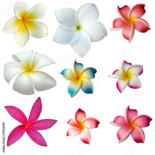 Photo : des fleurs de frangipanier sur fond blanc des fleurs de frangipanier sur fond blanc