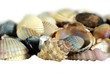 Photo: sea shells sea shells