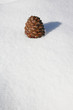 Sapin Neige