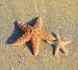 Two starfishes on sand