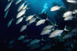 Foto: Fishes and diver. Fishes and diver.