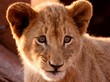 Sensible Lion