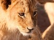 Pensieve Lion