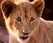 Silly Lion