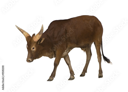 Photo: Ankole-Watusi Ankole-Watusi
