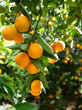 oranges on a tree