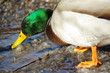 ente trinkend