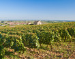 Vignoble bourguignon près de Meursault
