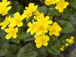 Sumpfdotterblume