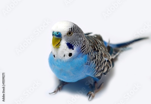 Photo: Blue wavy parrot on light background Blue wavy parrot on light background