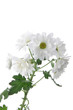 Chrysanthemum