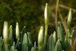 beautiful white snowdrops blossoming in early Springtime.