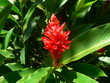 Fleur de la jungle Fleur de la jungle