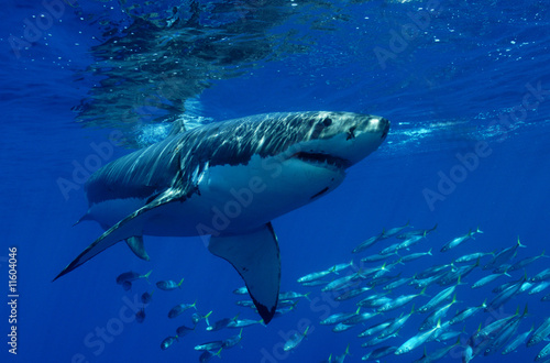 Photo: Great white shark Great white shark