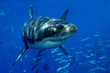 Great white shark