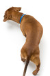 Sniffing Dachshund