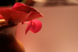 Red Begonia