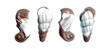 sweet chocolate candies in the form of marine shellfish