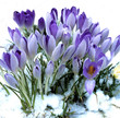 Krokusse im Schnee