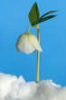 Christrose