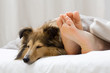Photo: Sheltie sleeping with her owner Sheltie sleeping with her owner