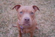 American Stafforshire Bull Terrier