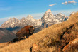 Home on the Range