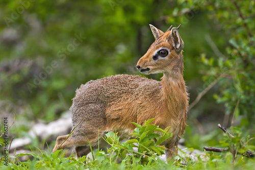 Photo: Kirk's Dik-Dik Kirk's Dik-Dik