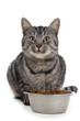 Eating cat