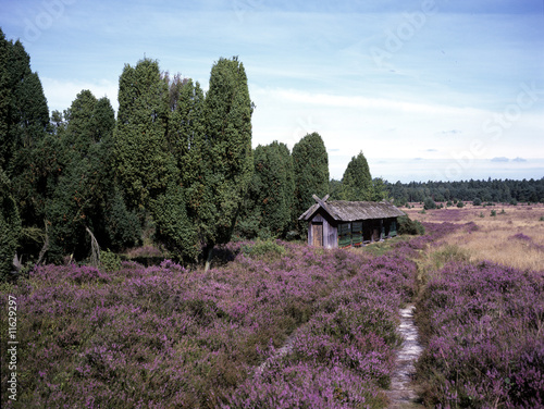 Lueneburger Heide