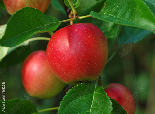 Red apple Red apple