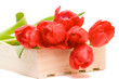 red tulips isolated on white. valentine's day