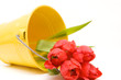 red tulips isolated on white. valentine's day
