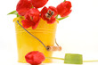 red tulips isolated on white. valentine's day