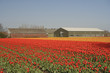 Tulip field with a barn