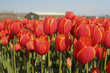Tulip field