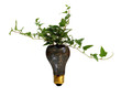 Plamt Growing from Broken Light Bulb