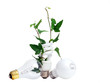 Plant Growing form Light Bulb