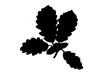 Oak leaves silhouette