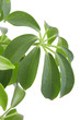 plant on white