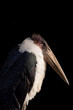condor