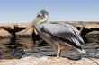 Pelican Pelican