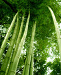 Bamboo Tree  1