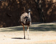 Emu Emu