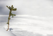 petit sapin